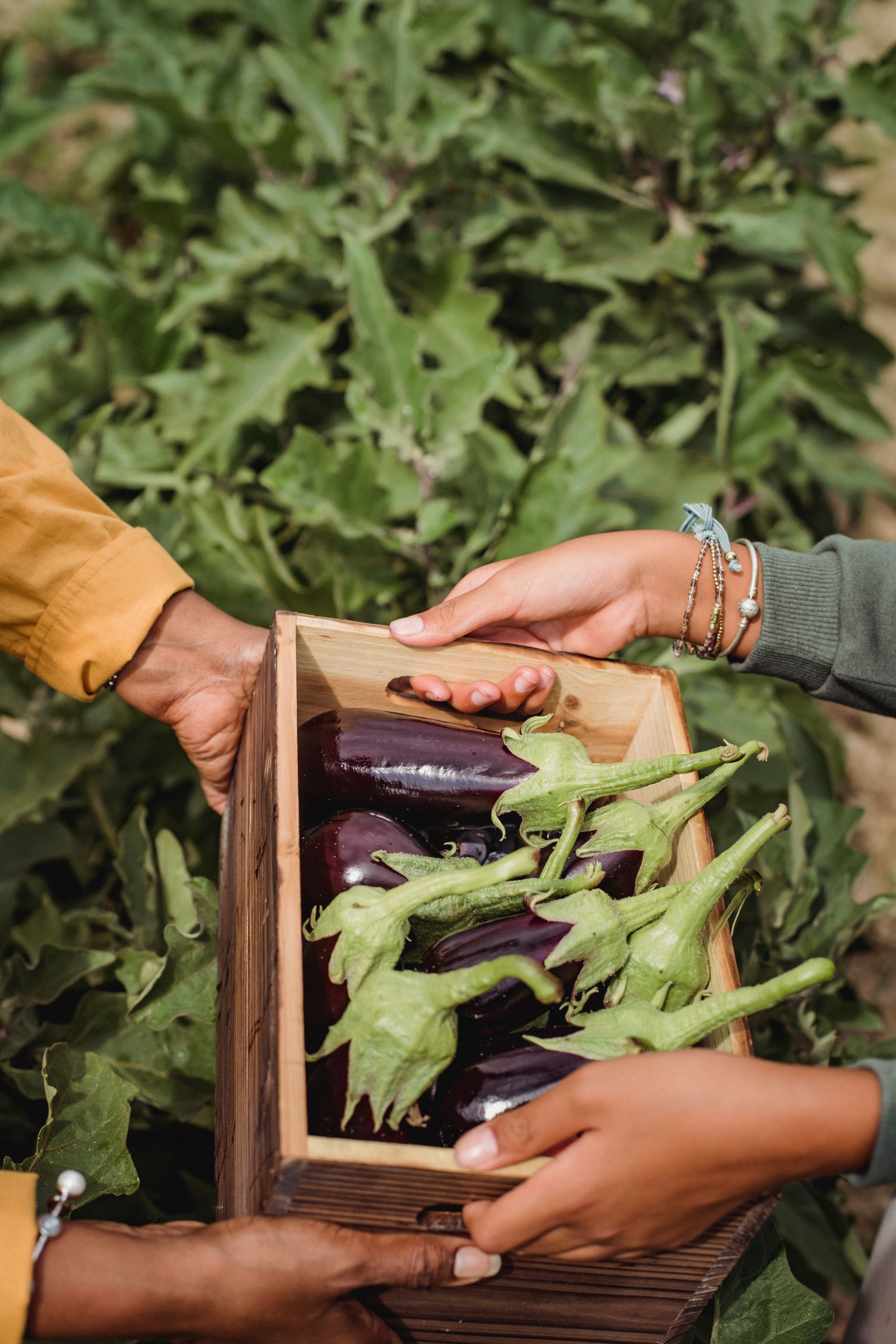A crate of freshly harvested eggplants
