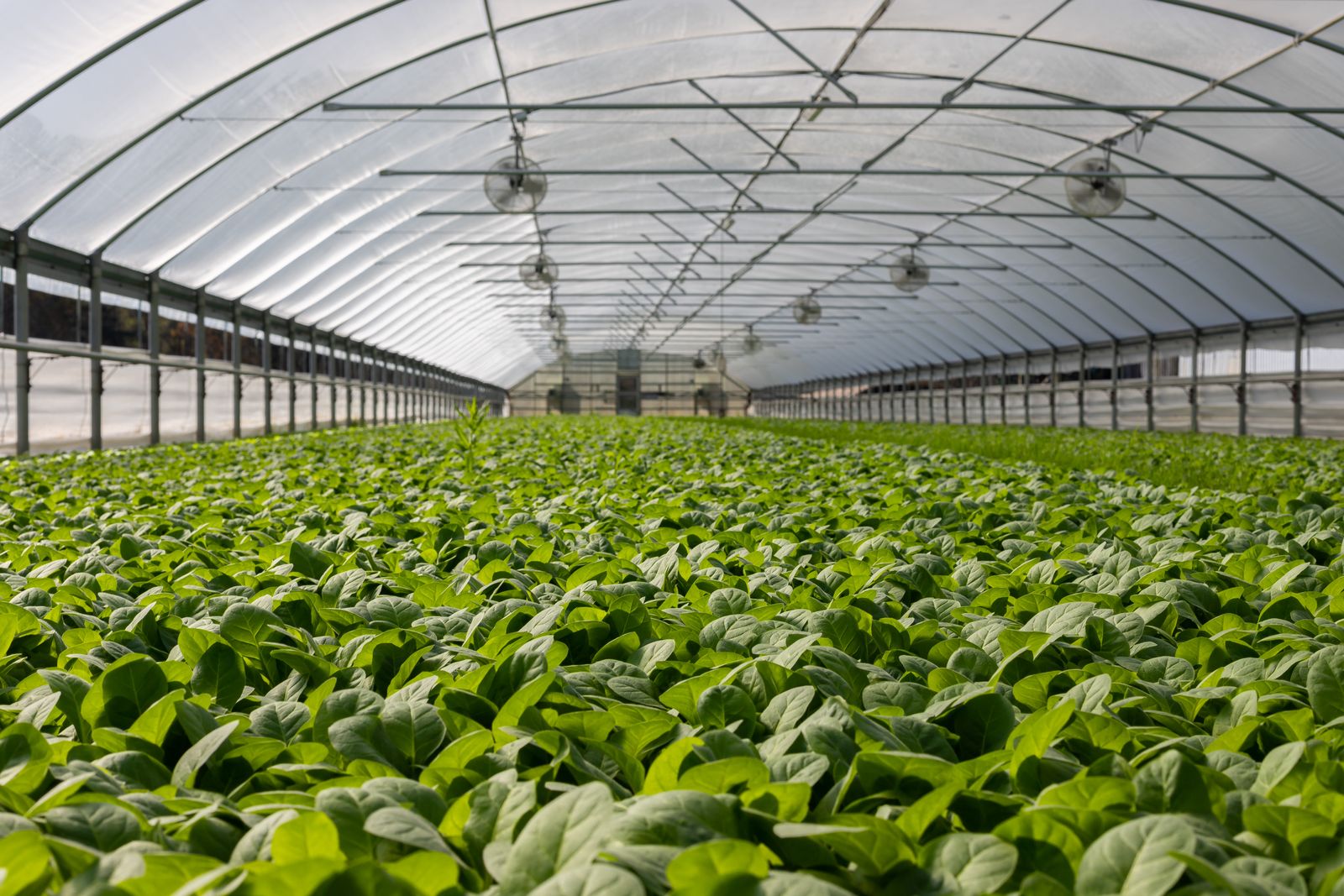 Rows of young plants growing under a protected greenhouse structure