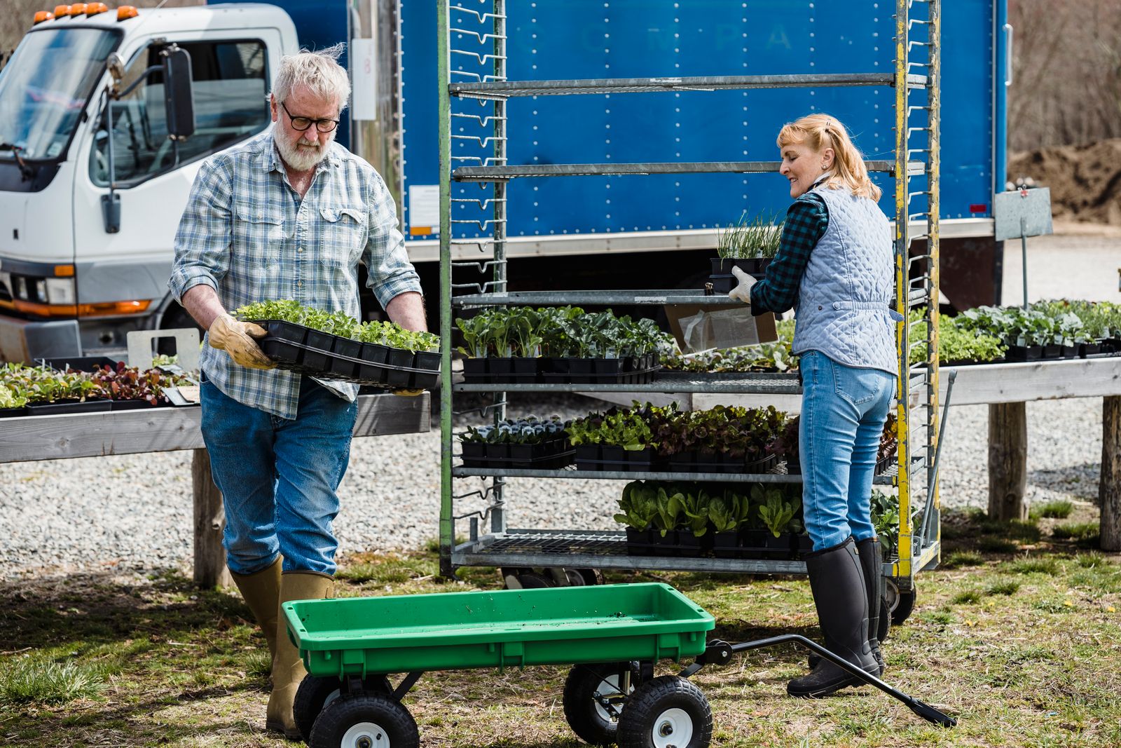 Workers moving trays of young plants for dispatch