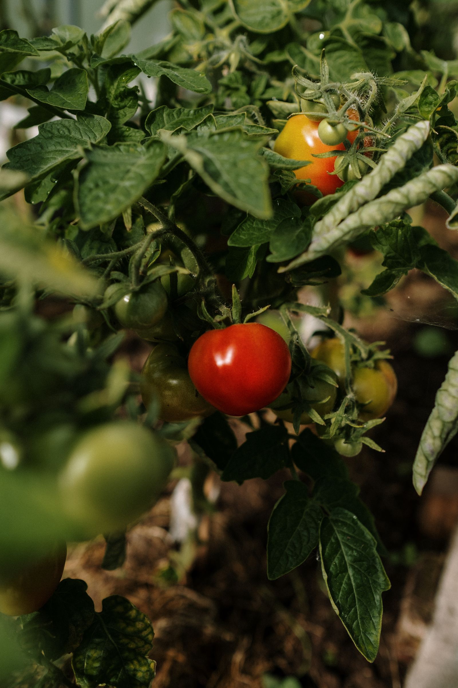 Tomatoes ripening on the vine among green foliage