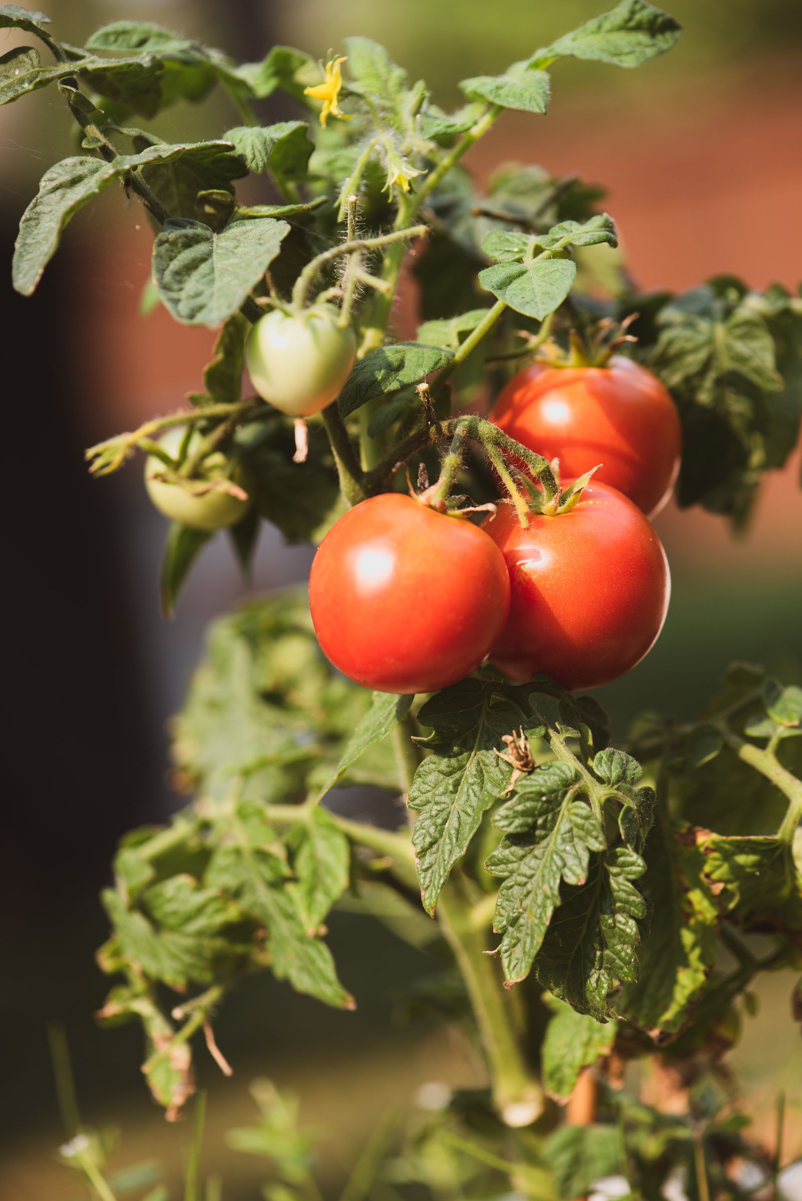 Ripe tomatoes on the vine